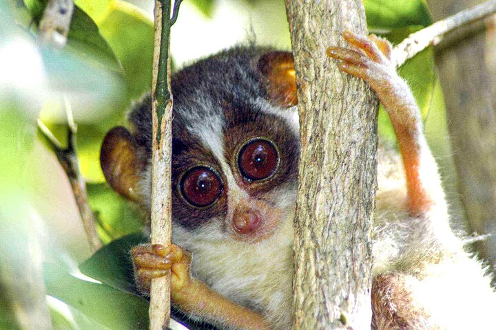 Loris Watching from Sinharaja Rainforest - Photo 1 of 6